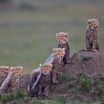 Six Cheetah Cubs Looking Out by Austin Thomas Six Cheetah Cubs Looking Out by Austin Thomas