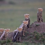 Six Cheetah Cubs Looking Out by Austin Thomas Six Cheetah Cubs Looking Out by Austin Thomas