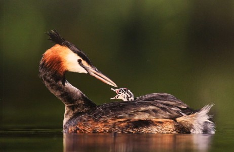 Great Crested Grebe Carrying Chick by Austin Thomas Great Crested Grebe Carrying Chick by Austin Thomas