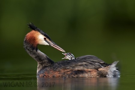 Great Crested Grebe with Chick by Austin Thomas Great Crested Grebe with Chick by Austin Thomas