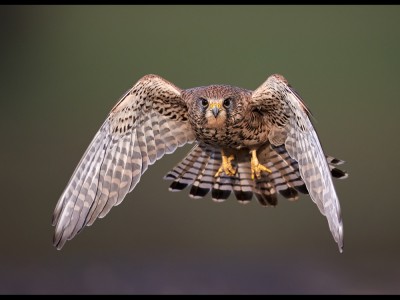 Kestrel in Flight by Austin Thomas Kestrel in Flight by Austin Thomas