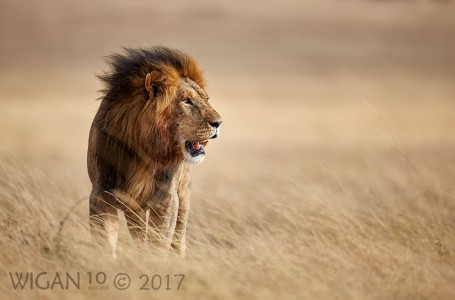 Lion Standing in Grasses by Austin Thomas Lion Standing in Grasses by Austin Thomas