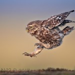 Little Owl Landing by Austin Thomas Little Owl Landing by Austin Thomas