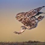 Little Owl Landing by Austin Thomas Little Owl Landing by Austin Thomas