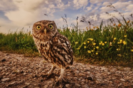 Little Owl by Austin Thomas Little Owl by Austin Thomas
