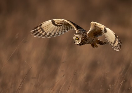 Short Eared Owl by Austin Thomas Short Eared Owl by Austin Thomas