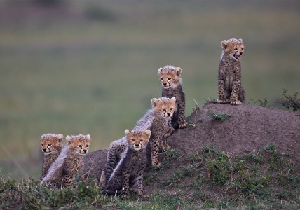 Six Cheetah Cubs by Austin Thomas Six Cheetah Cubs by Austin Thomas