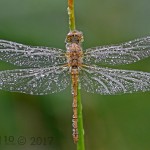 Black darter by Chris Hague Black darter by Chris Hague