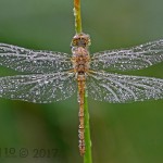 Black darter by Chris Hague Black darter by Chris Hague