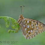Dark Green Fritillary by Chris Hague Dark Green Fritillary by Chris Hague