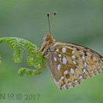 Dark Green Fritillary by Chris Hague Dark Green Fritillary by Chris Hague