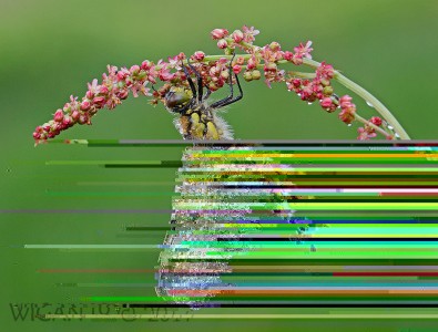 Four Spotted Chaser by Chris Hague Four Spotted Chaser by Chris Hague