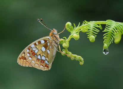 High Brown Fritillary by Chris Hague High Brown Fritillary by Chris Hague