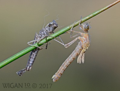 Newly Emerged Pyrrhosoma Nymphula by Chris Hague Newly Emerged Pyrrhosoma Nymphula by Chris Hague