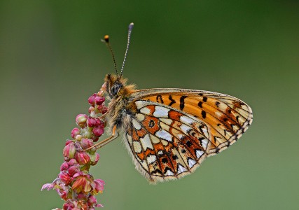 Small Pearl Bordered Fritillary by Chris Hague Small Pearl Bordered Fritillary by Chris Hague