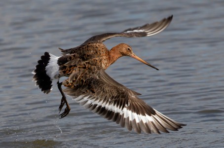 Black Tailed Godit by Ed Roper Black Tailed Godit by Ed Roper