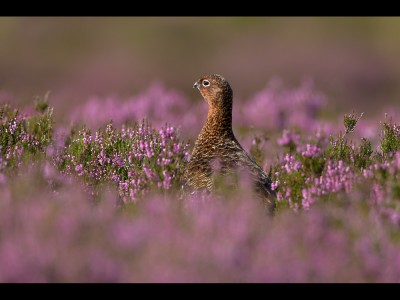 Female Red Grouse in Heather by Ed Roper Female Red Grouse in Heather by Ed Roper