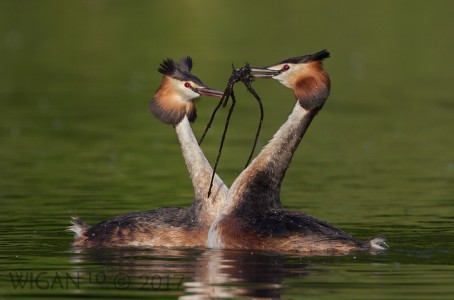 Great Crested Grebes performing Weed Dance by Ed Roper Great Crested Grebes performing Weed Dance by Ed Roper