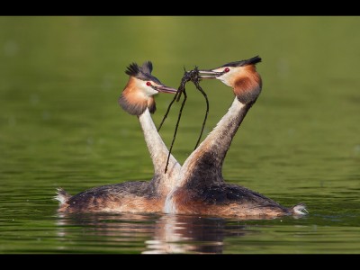 Grebes Performing the Weed Dance by Ed Roper Grebes Performing the Weed Dance by Ed Roper