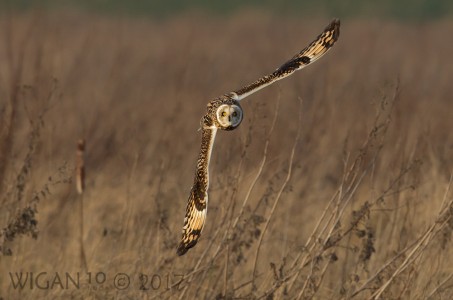 Short Eared Owl Hunting by Ed Roper Short Eared Owl Hunting by Ed Roper