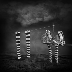 Snap by Lynne Morris Snap by Lynne Morris