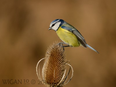 Blue Tit on Teal by Phil Barber Blue Tit on Teal by Phil Barber