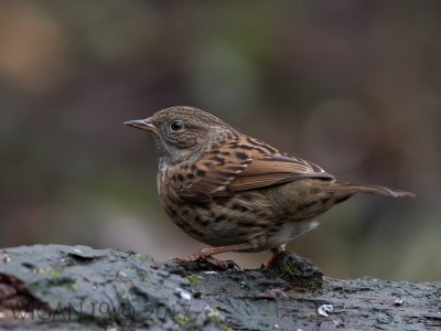 Dunnock by Phil Barber Dunnock by Phil Barber