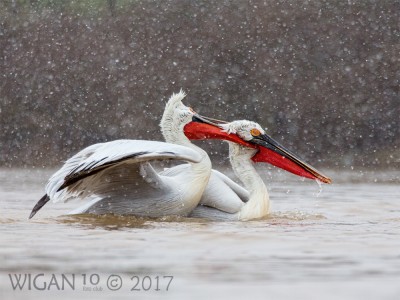 Dalmation Pelican Snowfight by Robert Millin Dalmation Pelican Snowfight by Robert Millin
