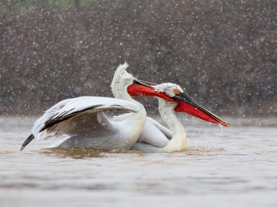 Damatian Pelican Snow Fight Damatian Pelican Snow Fight by Damian Black