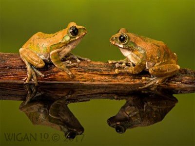 Peacock Tree Frog Conversation by Robert Millin Peacock Tree Frog Conversation by Robert Millin