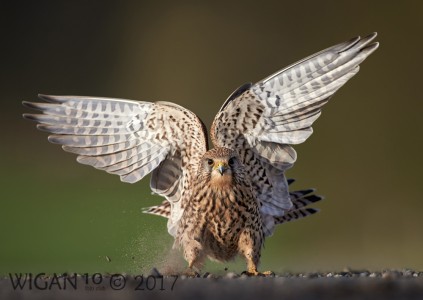 Female Kestrel - Crash Landing by Austin Thomas Female Kestrel - Crash Landing by Austin Thomas