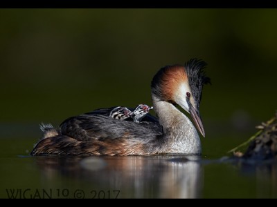 Great Crested Grebes by Their Nest by Austin Thomas Great Crested Grebes by Their Nest by Austin Thomas