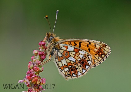 Small Pearl Bordered Fritillary by Chris Hague Small Pearl Bordered Fritillary by Chris Hague