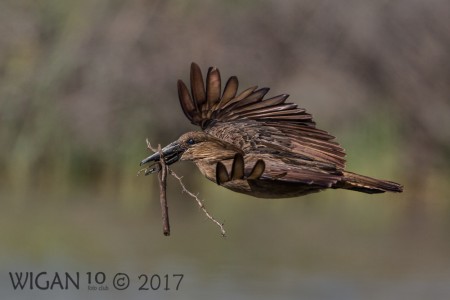 Hammercop with Nesting Material Hammercop with Nesting Material