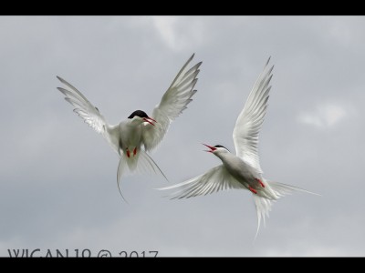 Arctic Terns by Ed Roper Arctic Terns by Ed Roper