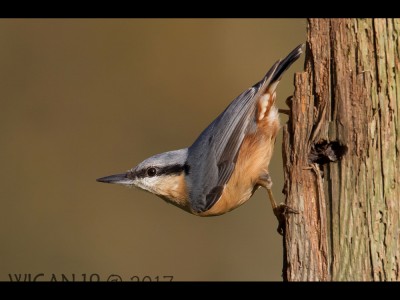 Nuthatch by Ed Roper Nuthatch by Ed Roper