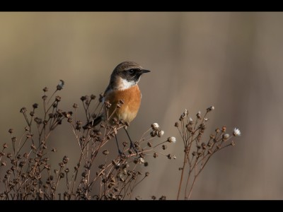 Stonechat by Ed Roper Stonechat by Ed Roper