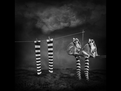 Snap by Lynne Morris Snap by Lynne Morris