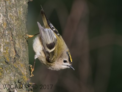 Goldcrest by Phil Barber Goldcrest by Phil Barber