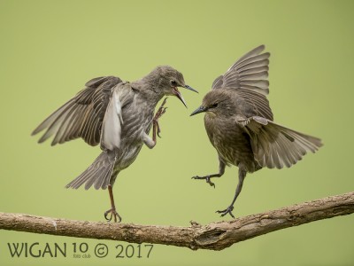Juvenile Starling Squabble by Phil Barber Juvenile Starling Squabble by Phil Barber