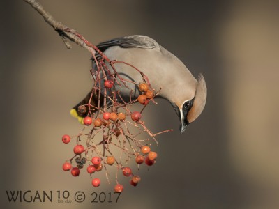 Waxwing on Rowan Bush by Phil Barber Waxwing on Rowan Bush by Phil Barber