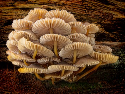 Cluster of Mycena Inclinata by Robert Millin Cluster of Mycena Inclinata by Robert Millin
