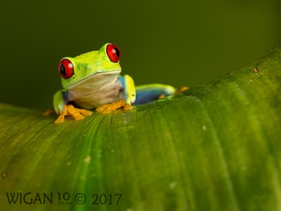Red Eyed Green Tree Frog by Robert Millin Red Eyed Green Tree Frog by Robert Millin