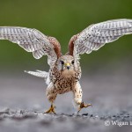 Austin_Female Kestrel running into the wind Austin_Female Kestrel running into the wind
