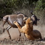 Austin_Lion and Wildebeest Austin_Lion and Wildebeest