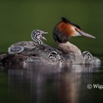 Damian_Great Crested Grebe With Chicks Damian_Great Crested Grebe With Chicks