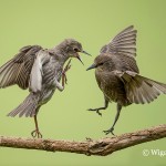 Phil_Juvenile starling squabble Phil_Juvenile starling squabble