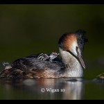 Austin_Great Crested Grebe with chicks Austin_Great Crested Grebe with chicks