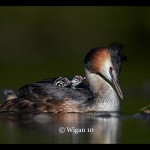 Austin_Great Crested Grebe with chicks Austin_Great Crested Grebe with chicks