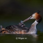 Austin_Great Crested Grebe with two chicks Austin_Great Crested Grebe with two chicks